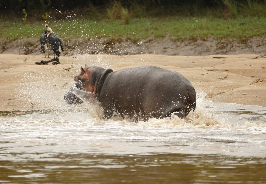 grand swahili adventures