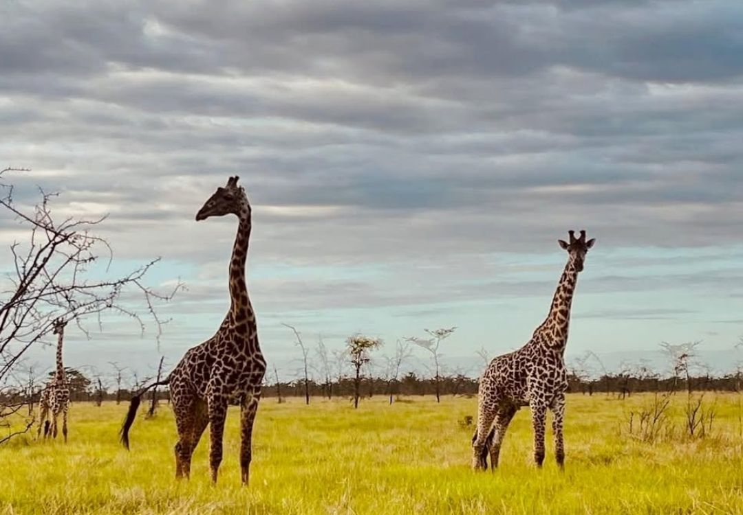 grand swahili adventures